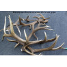 American Elk K/L Round Frame Premium Standard Sized Grips
